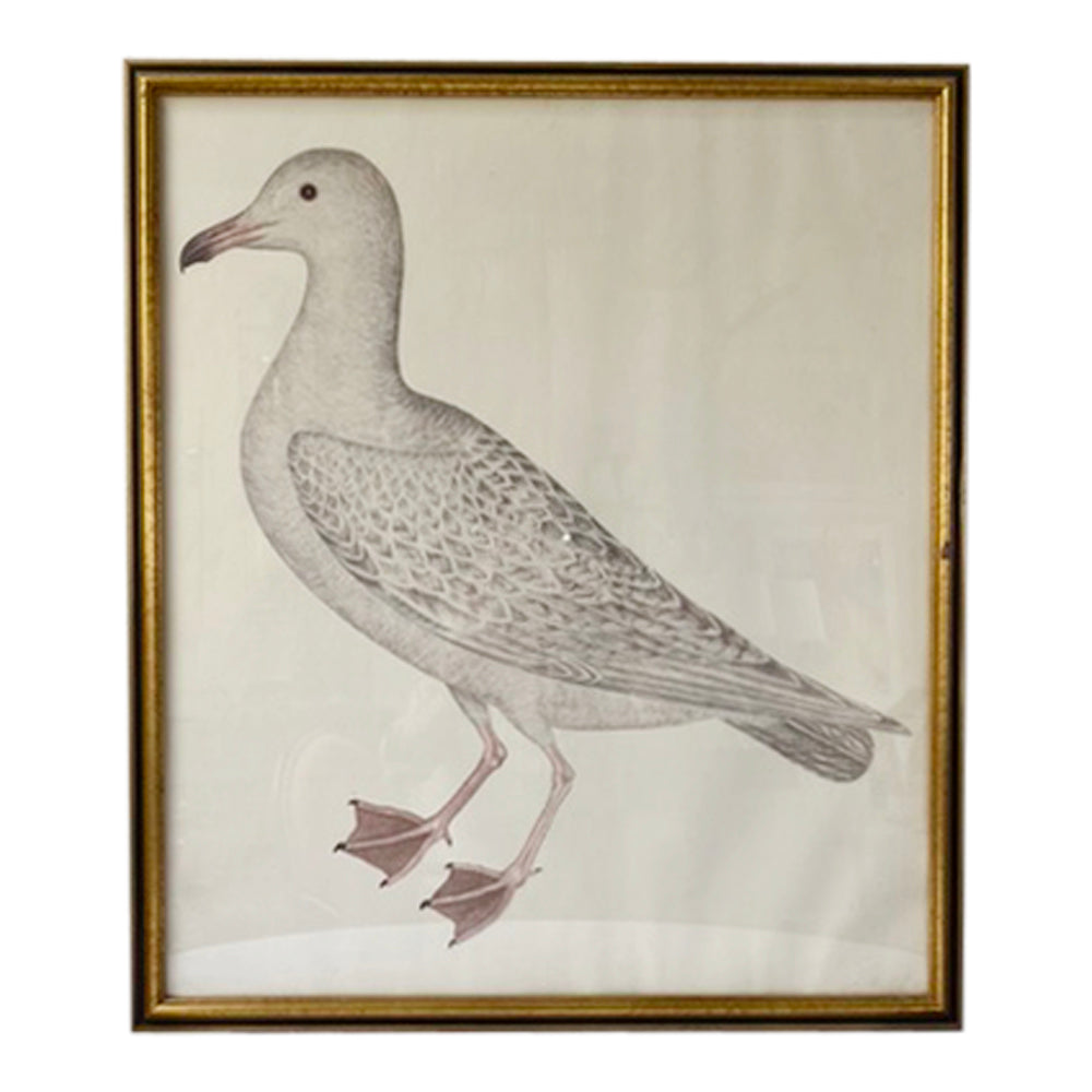 Vintage Swedish Olof Rudbeck Bird Print (White Gull)