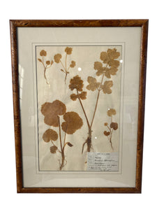 Signed Herbarium Artwork with Cork Frames Ca. 1836-1904 (Set of 4)