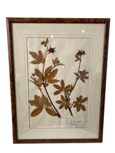Load image into Gallery viewer, Signed Herbarium Artwork with Cork Frames Ca. 1836-1904 (Set of 4)