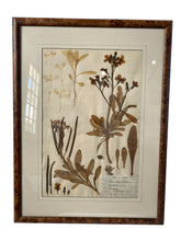 Load image into Gallery viewer, Signed Herbarium Artwork with Cork Frames Ca. 1836-1904 (Set of 4)