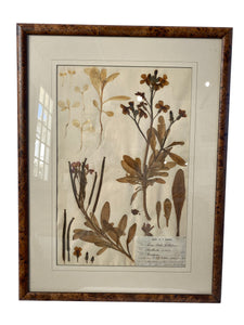 Signed Herbarium Artwork with Cork Frames Ca. 1836-1904 (Set of 4)