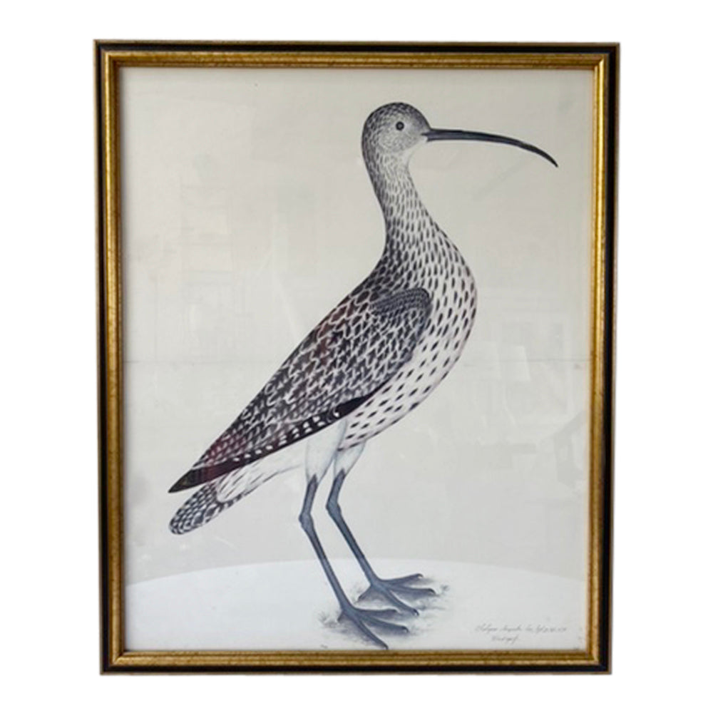 Vintage Swedish Olof Rudbeck Bird Print (Eurasian Curlew)