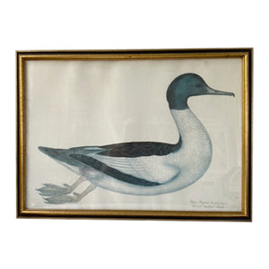 Vintage Swedish Olof Rudbeck Bird Print (Goosander Duck)