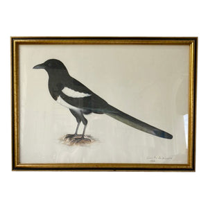 Vintage Swedish Olof Rudbeck Bird Print (Magpie)