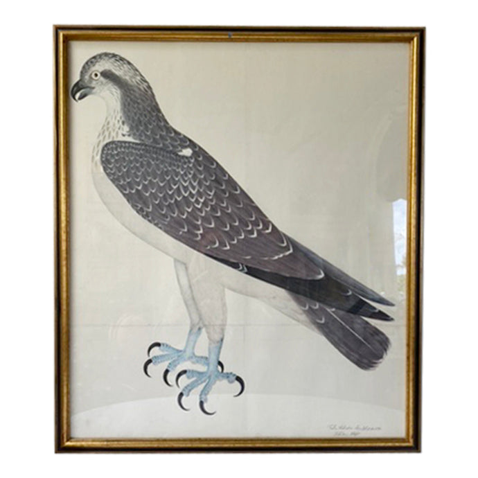 Vintage Swedish Olof Rudbeck Bird Print (Osprey)