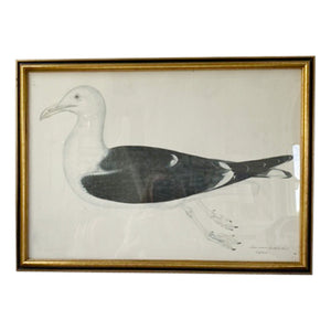 Vintage Swedish Olof Rudbeck Bird Print (Seagull)