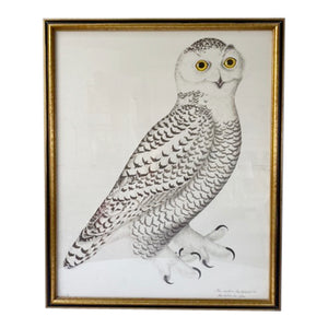 Vintage Swedish Olof Rudbeck Bird Print (Snowy Owl)